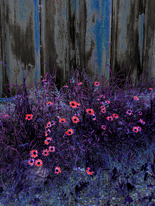   Summer Vibrant Daises 